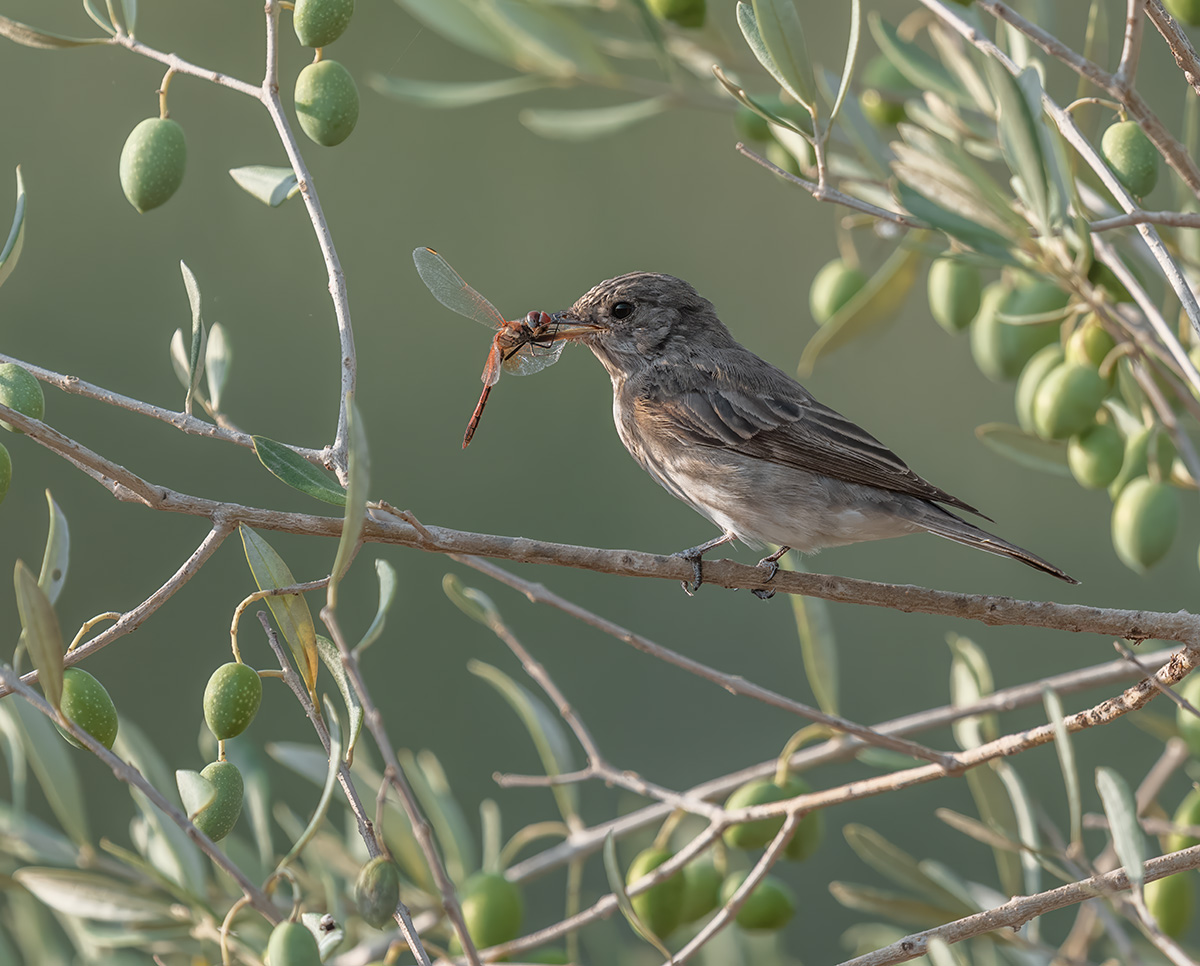 Grauwe Vliegenvanger — vogelfotografie